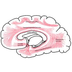 a diagram of the human brain showing different areas of the cerebratory nervous system