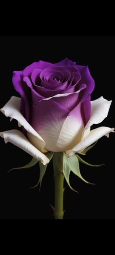 a purple rose with white petals on a black background