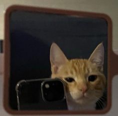 an orange and white cat looking at its reflection in a mirror while taking a selfie