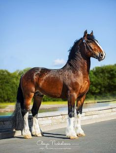 a brown horse standing on the side of a road