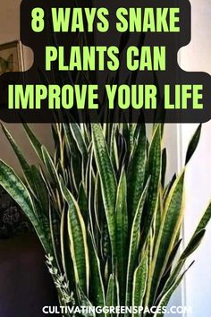 a snake plant with the words 8 ways snake plants can improve your life on it