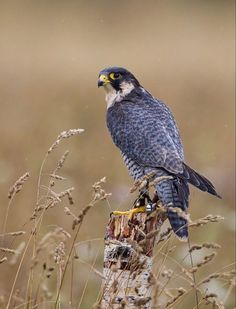 a bird sitting on top of a wooden post in the grass next to tall dry grass