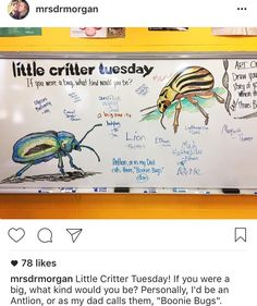 a white board with writing on it that says little critter tuesday and two bugs