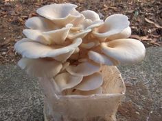 a bunch of mushrooms that are in a vase on the ground next to some leaves