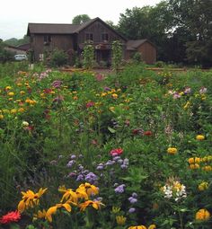 a field full of wildflowers next to a barn