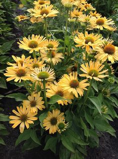 many yellow flowers are growing in the garden