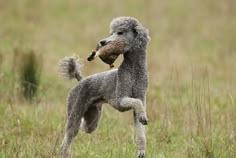 a gray poodle standing on its hind legs with a toy in it's mouth