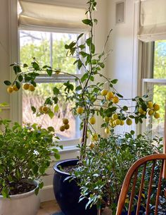 two potted lemon trees in front of a window