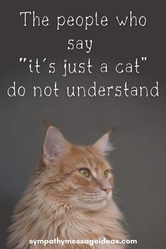 an orange cat sitting in front of a black background with the words people who say it's just a cat do not understand