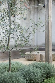 an olive tree in the middle of a garden