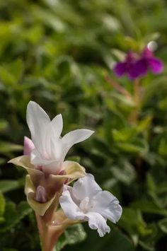 two white and purple flowers in the middle of some green plants, with one flower blooming