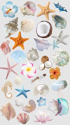 an assortment of seashells and starfish on a white background