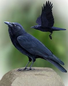 two black birds are sitting on top of a rock and one is looking up at the sky