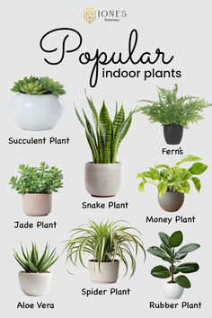 the different types of houseplants and their names are shown in this poster, which includes