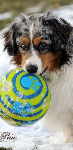 a dog holding a ball in it's mouth