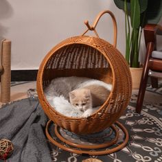 a cat sitting in a wicker hanging chair