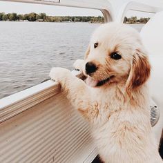 a white dog standing on top of a boat looking out the window at the water