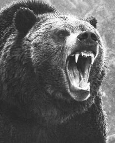 a black and white photo of a bear with it's mouth open showing teeth