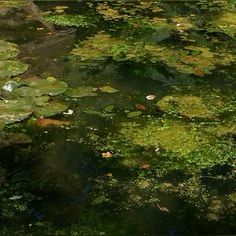 the water is full of lily pads and green algae growing on it's surface