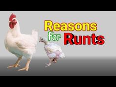 two chickens and one chicken with the words reason for runs