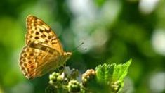 a butterfly sitting on top of a green plant