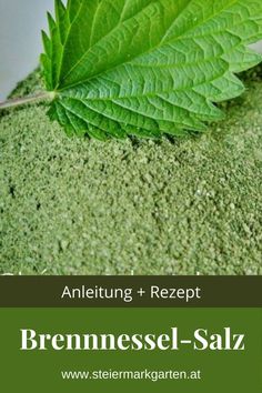 a close up of a green leaf on top of a sand covered ground with the words brenneesel - salz written below it