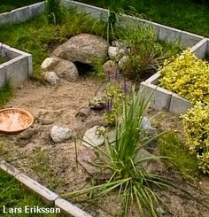 a garden with rocks and plants in it