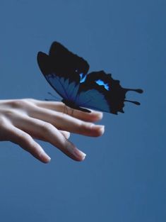 a person's hand holding a blue and black butterfly in front of a blue sky