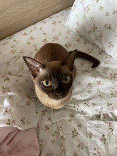 Top Brown Cat Breeds Overviewed: A Complete Guide | Cat Lover, Funny Cats, Pet Cat Care Tips & Facts, Cat Behavior & Signs, Cat Training | Oriental Shorthair Cat, Manx Cat, Persian, Devon Rex, York Chocolate Cat Burmese Cat Aesthetic, Burnese Cats, Burmese Cats