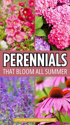 flowers that bloom all summer with the words perennials on it in pink and purple