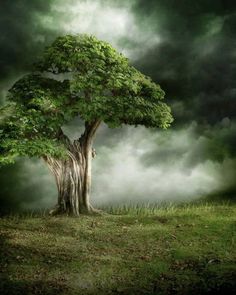 a tree with green leaves in the middle of a grassy field under a cloudy sky