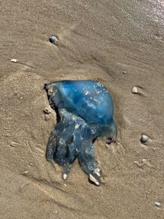 a blue jellyfish washed up on the beach