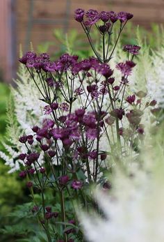 purple and white flowers are in the garden