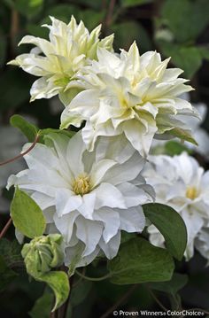 white flowers with green leaves in the foreground