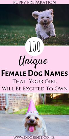 a small dog wearing a party hat with the words unique female dog names that your girl will be excited to own