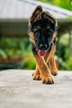 a puppy is walking on the concrete outside