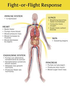 Image result for fight or flight Nervus Vagus, Autonomic Nervous System, Vagus Nerve, Counseling Resources, Krav Maga, Therapy Tools, Anatomy And Physiology