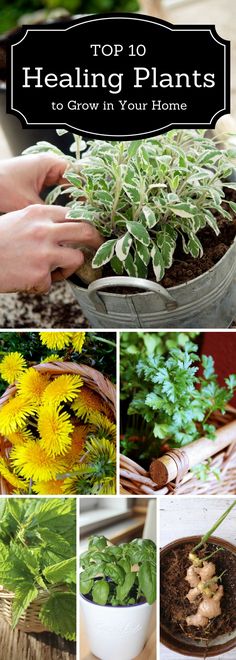 the top 10 plants to grow in your home