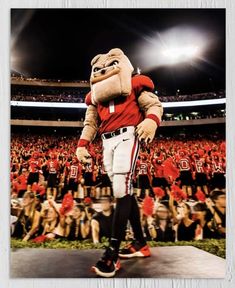 a man in a football uniform walking across a field with a mascot on his back