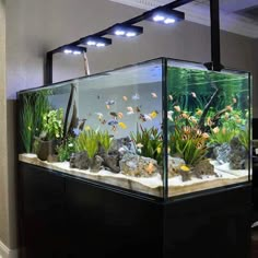 an aquarium with many different types of plants and rocks in the bottom part of it