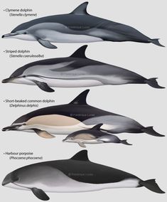 four different types of dolphins with their names