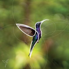 a hummingbird flying through the air with its wings spread