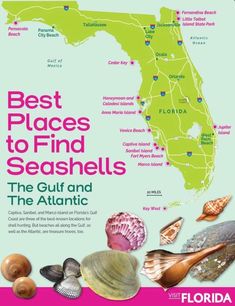 the best places to find seashells in florida, with information about them and their location