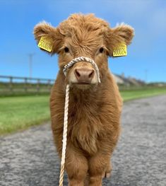 a brown cow standing on top of a dirt road