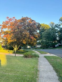 a sidewalk in front of some trees with leaves on it and grass near the curb