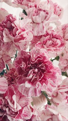 pink carnations are blooming on a white background in this photo, the flowers appear to be very large