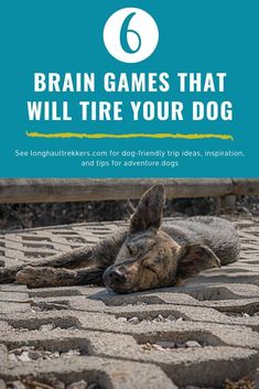 a dog laying on the ground with text that reads 6 brain games that will tire your dog