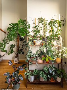 many houseplants are arranged on a shelf in a room with wooden floors and white walls