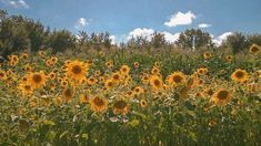 a field full of sunflowers under a blue sky