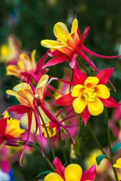 some very pretty colorful flowers in the grass